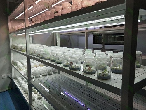 安泽植物组织培养实验室设计建设方案